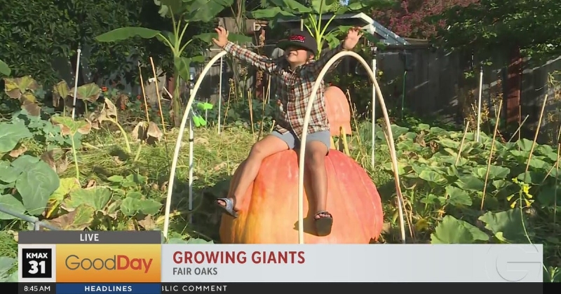 A local family is breaking records when it comes to giant pumpkin growing!