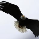SOAR uses the Bald Eagle in most pictures...Eagle's SOAR!
