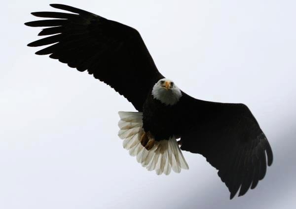 SOAR uses the Bald Eagle in most pictures...Eagle's SOAR!