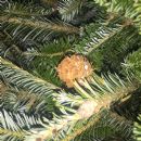 The tree has a baby pinecone growing on it!